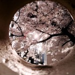 桜の写真を１枚です。