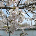 桜の見頃　2009.04.06