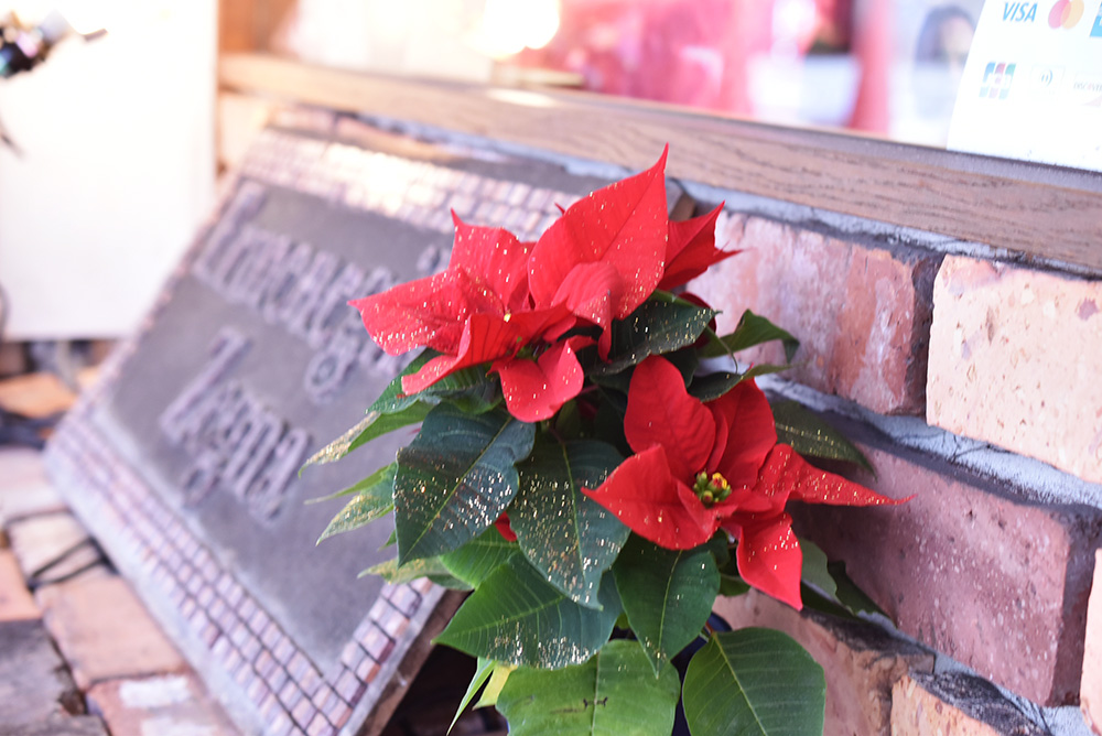 テーラーダンディ大阪のウィンドウ ポインセチア